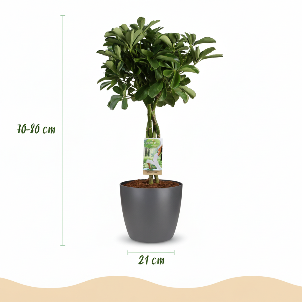 Green boutiQ - Plante d'intérieur - Plante ombrelle - Schefflera Nora - Vert - Peu d'entretien - 1 plante - avec pot gris - Pot 21cm - Hauteur 70 - 80cm