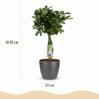 Green boutiQ - Plante d'intérieur - Plante ombrelle - Schefflera Nora - Vert - Peu d'entretien - 1 plante - avec pot gris - Pot 21cm - Hauteur 70 - 80cm