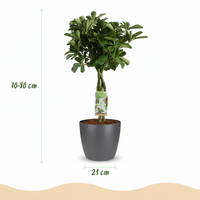 Green boutiQ - Kamerplant - Vingerplant - Schefflera Nora - Groen - Weinig onderhoud - 1 Plant - met Potter Grijs - Pot 21cm - Hoogte 70 - 80cm