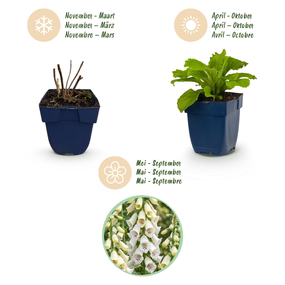 Green boutiQ - Plante vivace - Digitalis purp. Dalmatian White - Digitale - Ombre - Blanc - 1 plante - Pot 11 cm - Hauteur 15-25 cm
