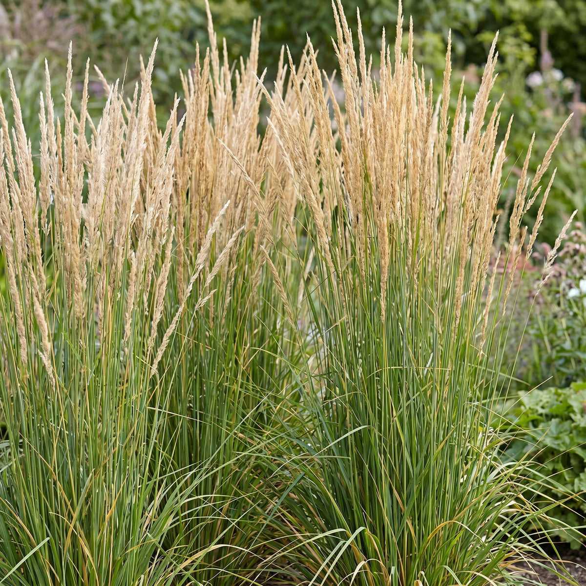 Green boutiQ - Graminées - Calamagrostis Karl Foerster - Roseau commun - Avec plumeau - Vert - 12 Plantes - Pot 11cm - Hauteur 15-25cm