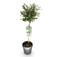 Green boutiQ - Plant op Stam - Ceanothus thyrsiflorus Repens - Terras Plant - Bladhoudend - Winterhard - Paarse Bloem - Pot 19cm Hoogte 90cm