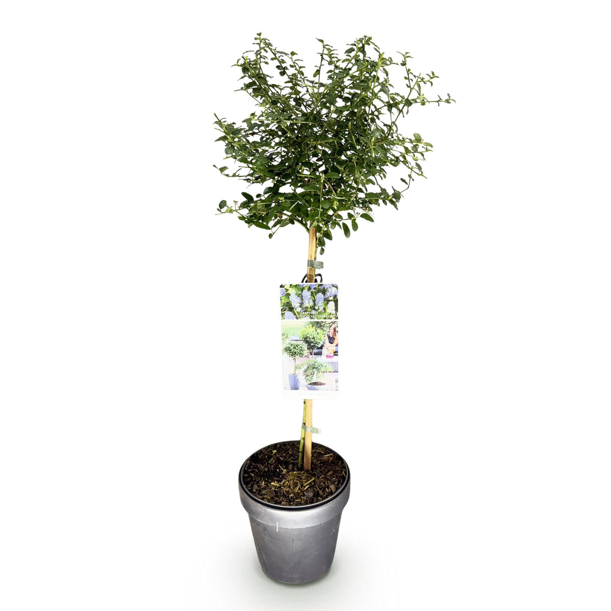 Green boutiQ - Hochstamm-Pflanze - Ceanothus thyrsiflorus Repens - Terrassenpflanze - Immergrün - Winterhart - Lila Blüte - Topf 19 cm, Höhe 90 cm