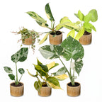 6x Baby Tropical Mix - Various colours - Tropical - incl. Linnea Honey - Ø6cm - ↕10-15cm