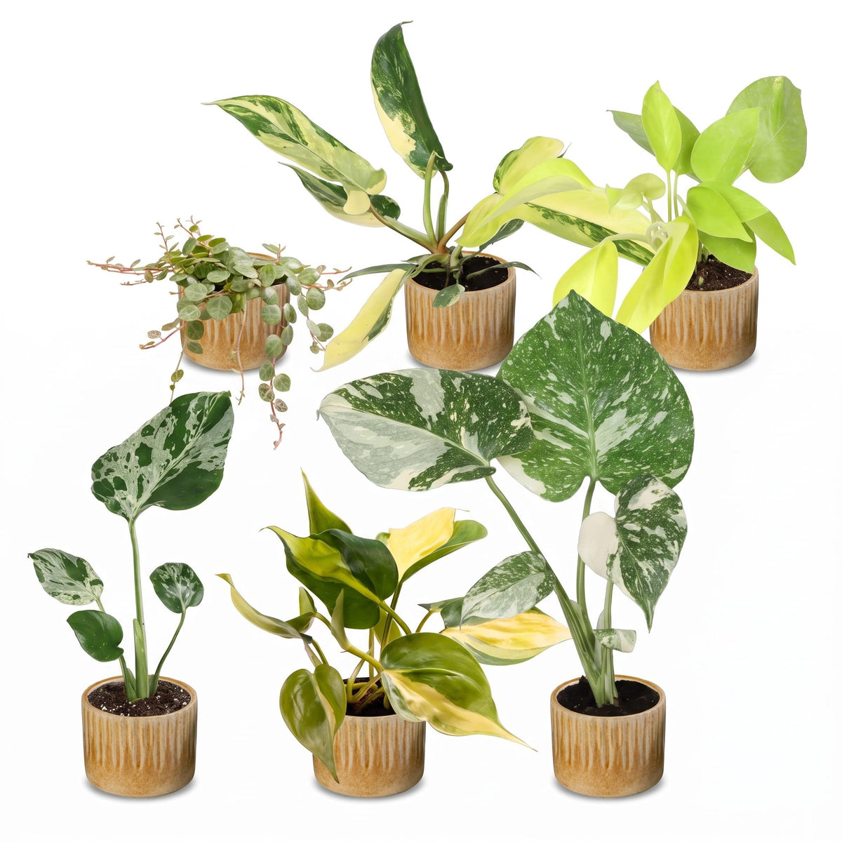 6x Baby Tropical Mix - Various colours - Tropical - incl. Linnea Honey - Ø6cm - ↕10-15cm