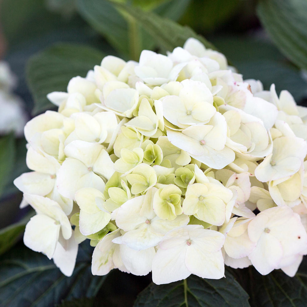 Green boutiQ - Plante de jardin - Hydrangea Endless Summer The Bride - Hortensia - Rustique - Blanc - 1 plante - Pot 14 cm - Hauteur 20-25 cm