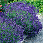 Green boutiQ - Plante de jardin - Lavandula angustifolia Hidcote - Lavande - Rustique - Violet - 9 plantes - Pot 12cm - Hauteur 15-25cm