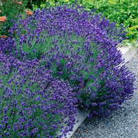 Green boutiQ - Tuinplant - Lavandula angustifolia Hidcote - Lavendel - Winterhard - Paars - 9 Planten - Pot 12cm - Hoogte 15-25cm