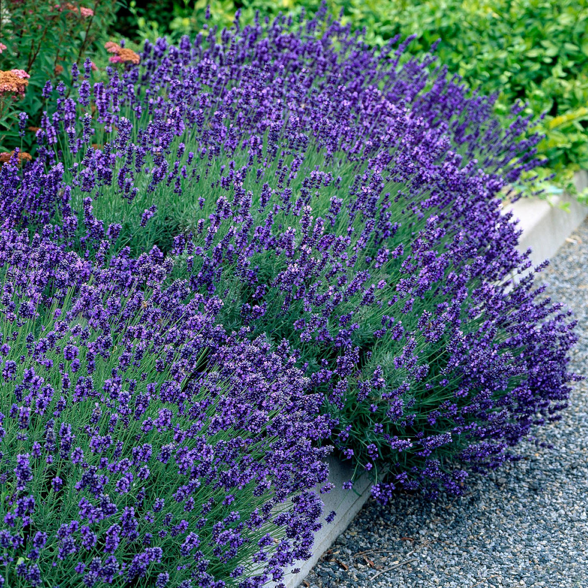 Green boutiQ - Plante de jardin - Lavandula angustifolia Hidcote - Lavande - Rustique - Violet - 9 plantes - Pot 12cm - Hauteur 15-25cm