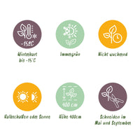 Green boutiQ - Haagplanten - Ligustrum ovalifolium -  blad groen - 6 planten - 1 strekkende meter - groenblijvend - pot 17cm hoogte 55cm