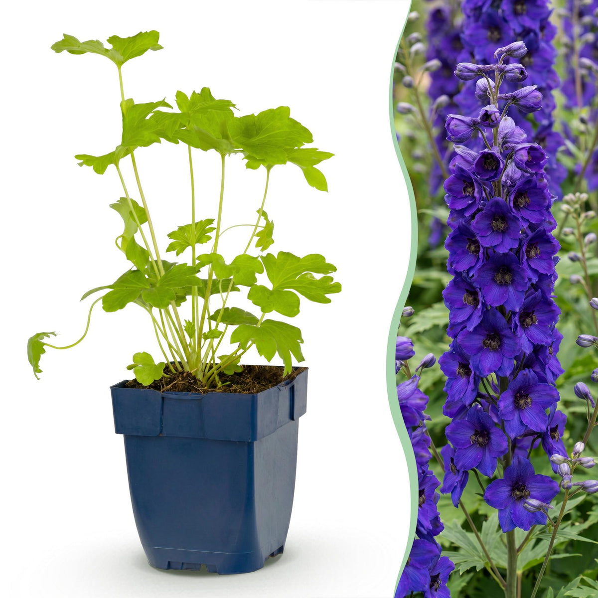 Green boutiQ - Plante vivace - Delphinium (P) Black Knight - Pied d'alouette - Attire les abeilles et les papillons - Violet - 6 plantes - Pot 11cm - Hauteur 15-25cm