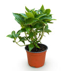 Green boutiQ - Plante de jardin - Hydrangea macrophylla Bleu - Hortensia - Rustique - Bleu - 1 Plante - Pot 12cm - Hauteur 20-30cm