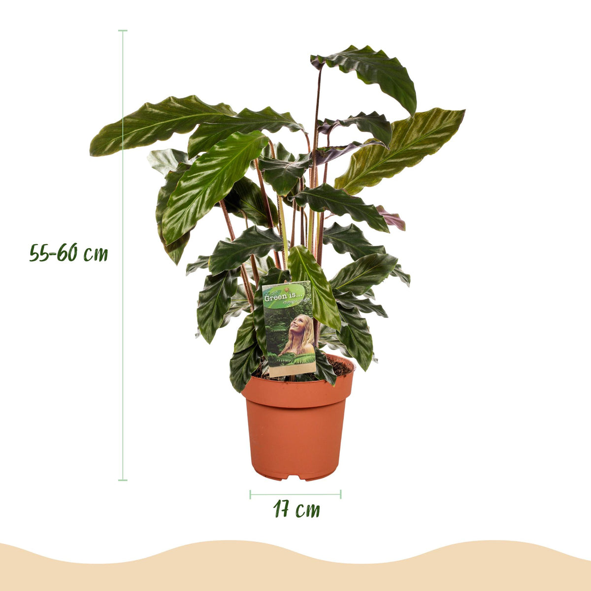 Green BoutiQ - Green is... Plantes d'intérieur - Calathea Rufibarba - Plante paon - Peu d'entretien - Vert - 2 plantes - Pot 17cm - Hauteur 55-60cm