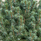 2x Picea glauca Sander's Blue - Blue Alberta Spruce - Blue - Christmas tree - Ø23cm - ↕60cm