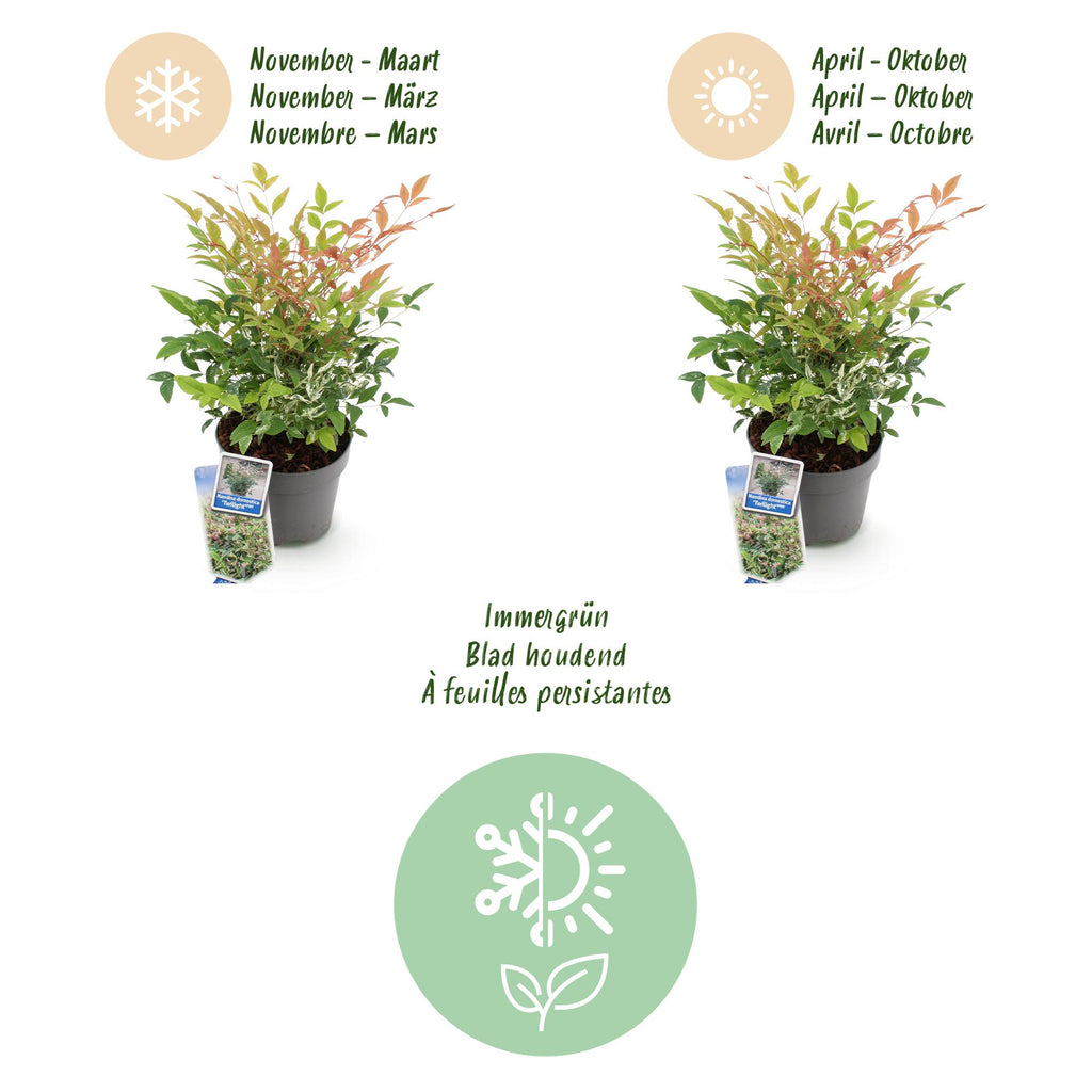 Green boutiQ - Gartenpflanze - Nandina Twilight - Bunt & Rosa - 2 Pflanzen - Immergrün - Pflegeleicht - Topf 17cm Höhe 45cm