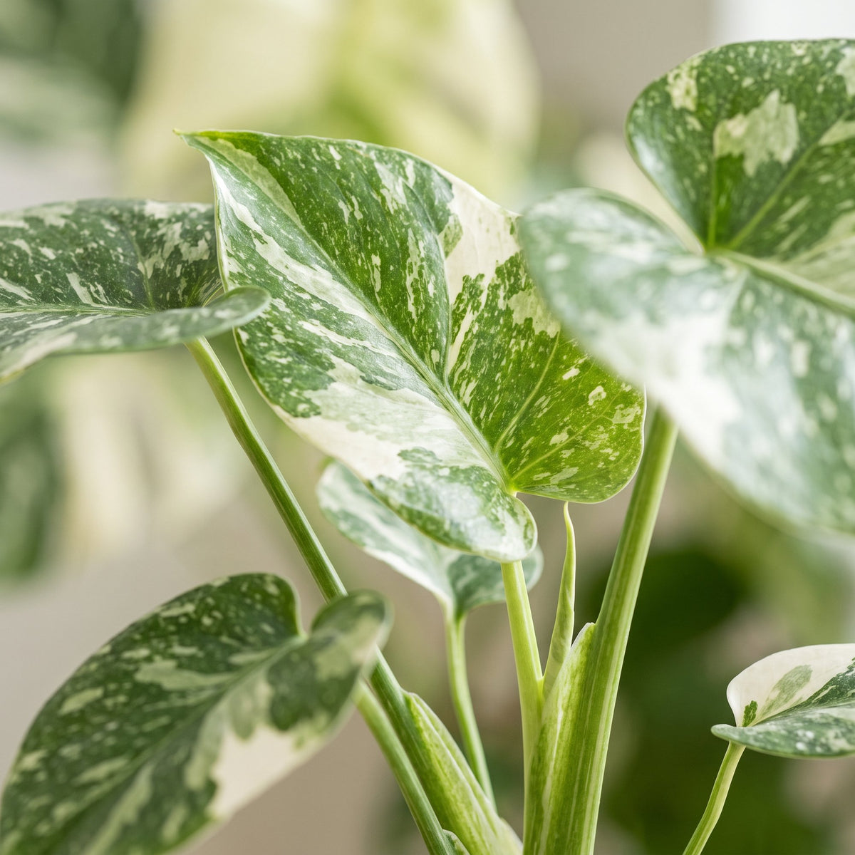 Monstera Deliciosa Mint Variegated - Mint Variegated Swiss Cheese Plant - Green - Variegata - Tropical - Ø6cm - ↕18cm