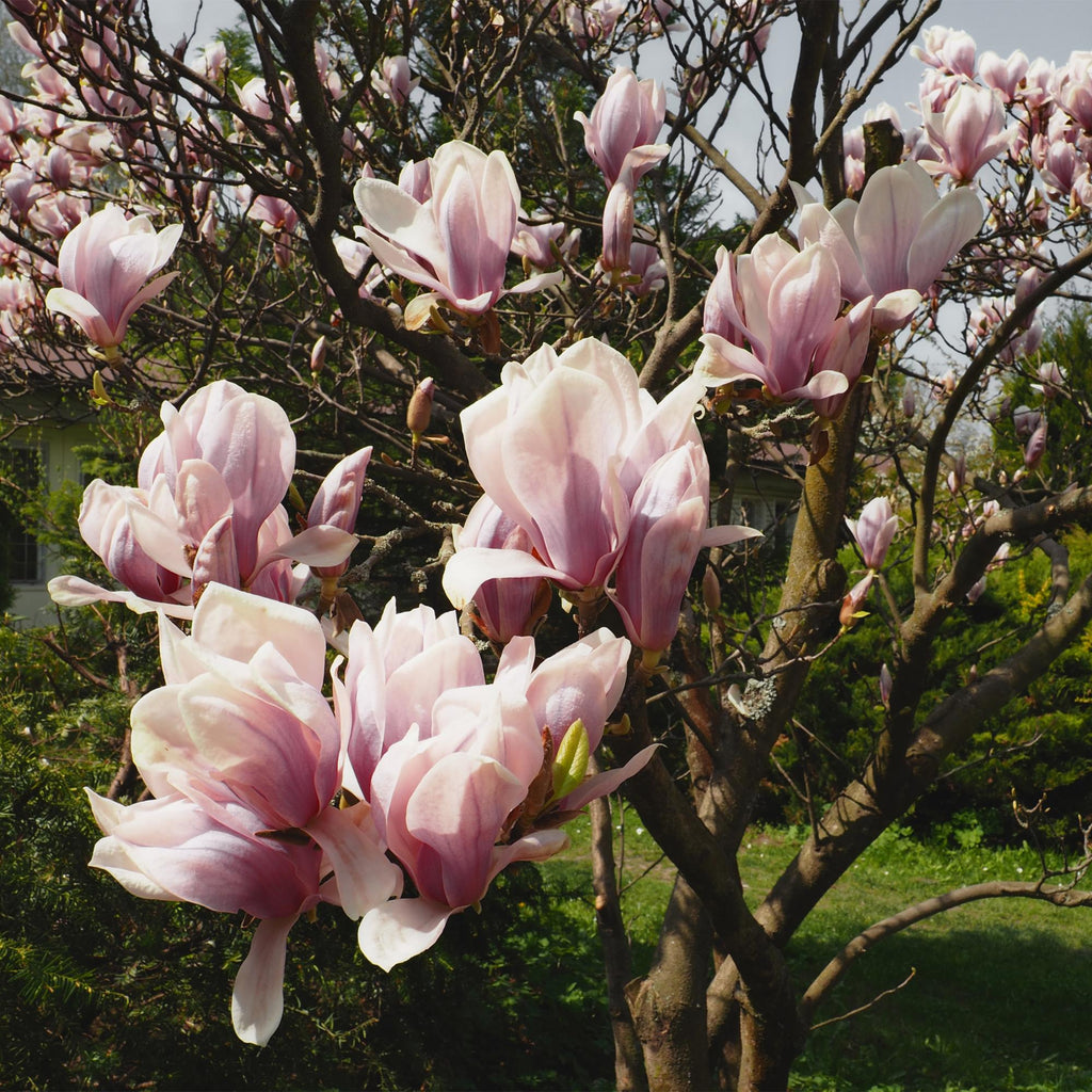 Green boutiQ - Arbustes - Magnolia Soulangiana - Fleurs rose clair - 1 plante - Caduc - Peu d'entretien - Pot 17cm Hauteur 45cm