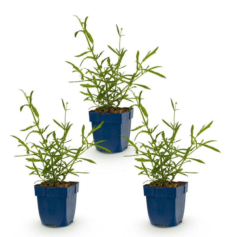 Green boutiQ - Vasteplant - Verbena bonariensis Lollipop - Ijzerhard - Bijen en Vlinderlokkers - Paars - 3 Planten - Pot 11cm - Hoogte 15-25cm