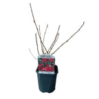 Green boutiQ - Arbustes - Ribes sanguineum King Edward - Fleurs rouges - 1 plant - Caduc - Entretien facile - Pot 17 cm Hauteur 45 cm