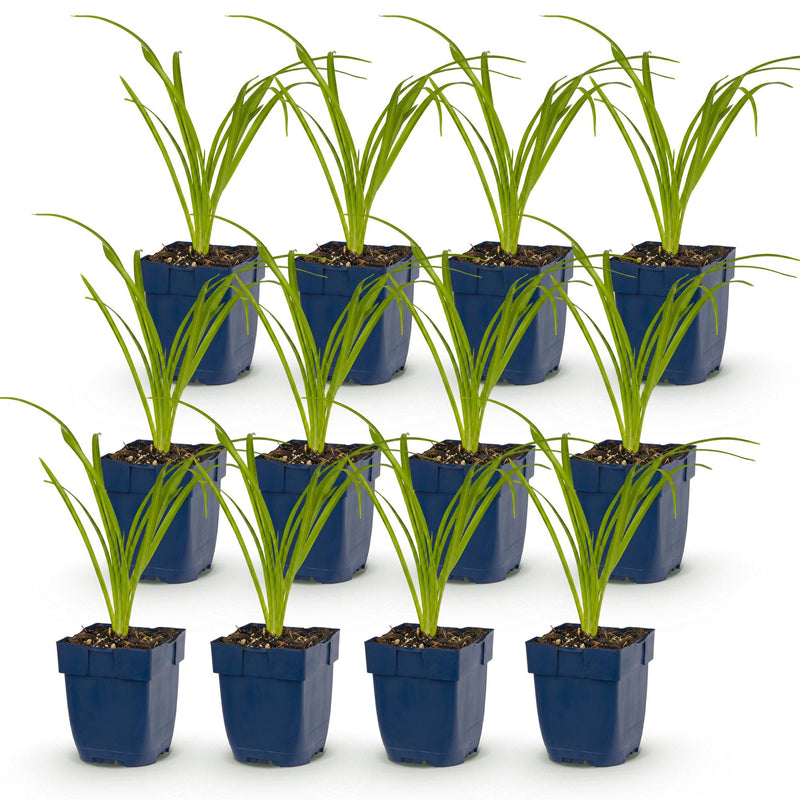 Green boutiQ - Vasteplant - Hemerocallis Tricolour - Daglelie - Bijen- en vlinderlokkers - Creme - Geel - Rood - 12 Planten - Pot 11cm - Hoogte 15-25cm