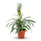 Plante ananas Mi Amigo - Ø 12 cm - Hauteur : 35 - 40 cm