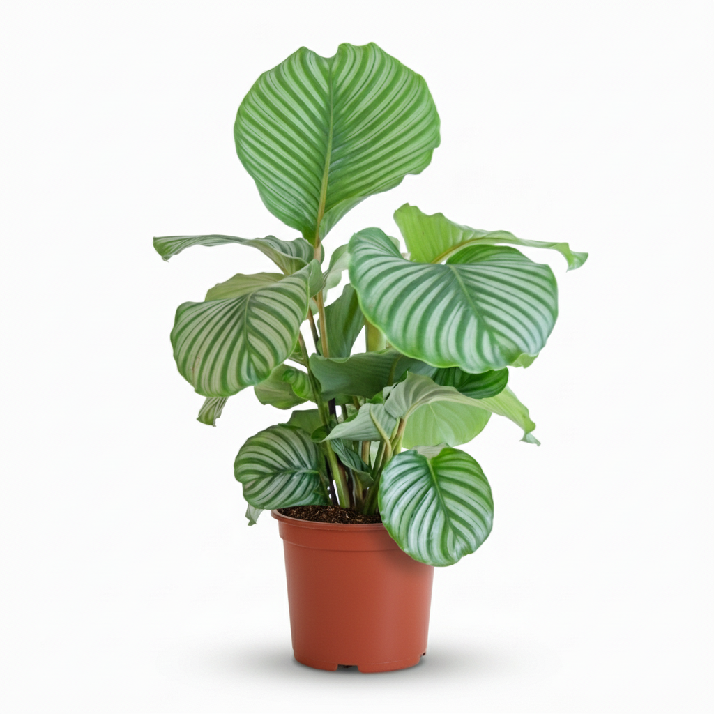 Green boutiQ - Plante d'intérieur - Plante paon - Calathea Orbifolia - Vert - Entretien facile - 1 plante - Pot 21 cm - Hauteur 60 - 70 cm