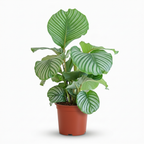 Green boutiQ - Plante d'intérieur - Plante paon - Calathea Orbifolia - Vert - Entretien facile - 1 plante - Pot 21 cm - Hauteur 60 - 70 cm