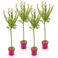 4x - Salix Flamingo - Ø19cm - ↕90-100cm