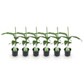 Green boutiQ - Plant fruitier - Bananier - Musa Basjoo - Rustique - 6 plantes - Pot 12cm Hauteur 30cm