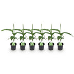 Green boutiQ - Plant fruitier - Bananier - Musa Basjoo - Rustique - 6 plantes - Pot 12cm Hauteur 30cm