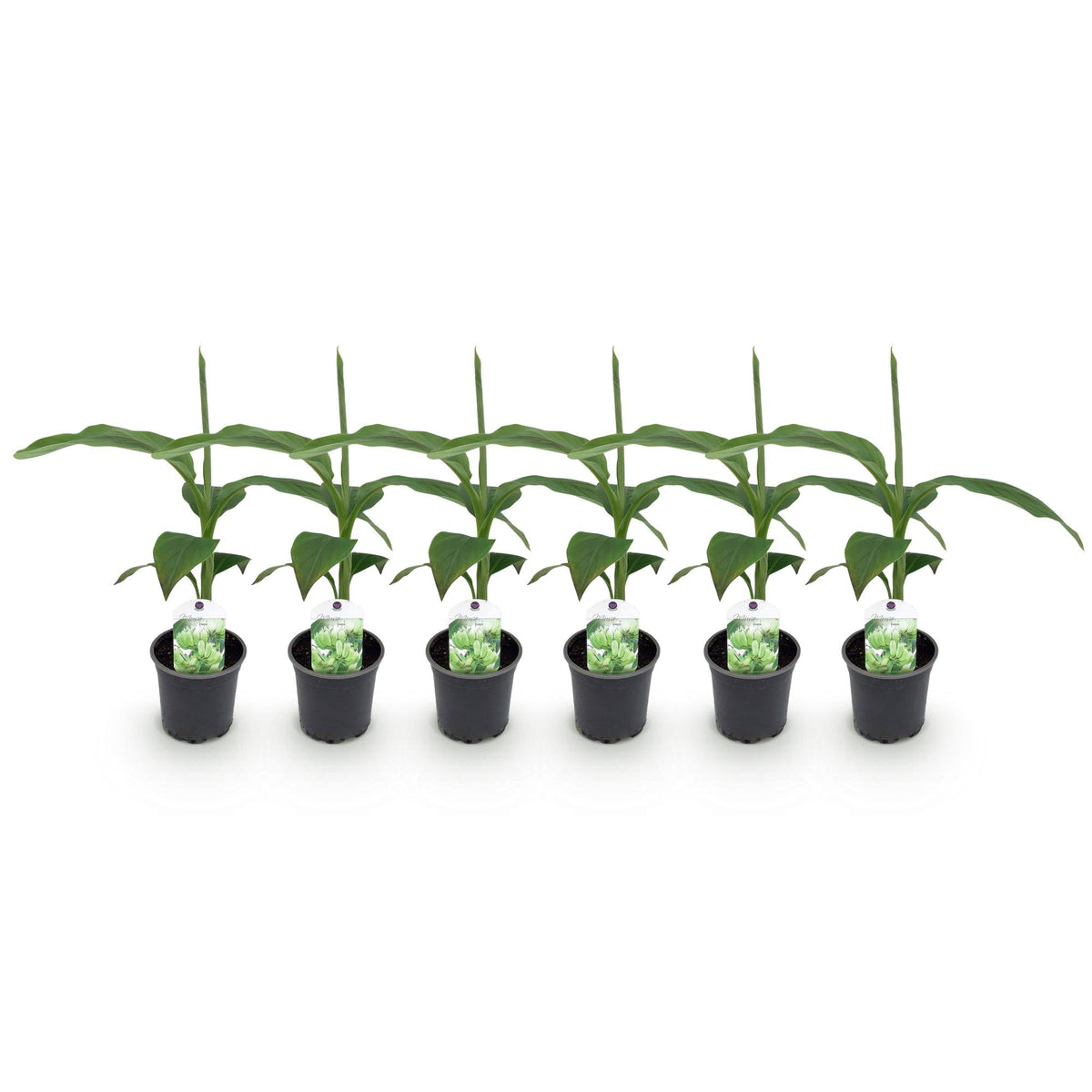 Green boutiQ - Plant fruitier - Bananier - Musa Basjoo - Rustique - 6 plantes - Pot 12cm Hauteur 30cm