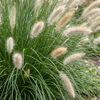 Green boutiQ - Grasses - Pennisetum alop. Hameln - Fountain Grass - With Plume - Green - 6 Plants - Pot 11cm - Height 15-25cm