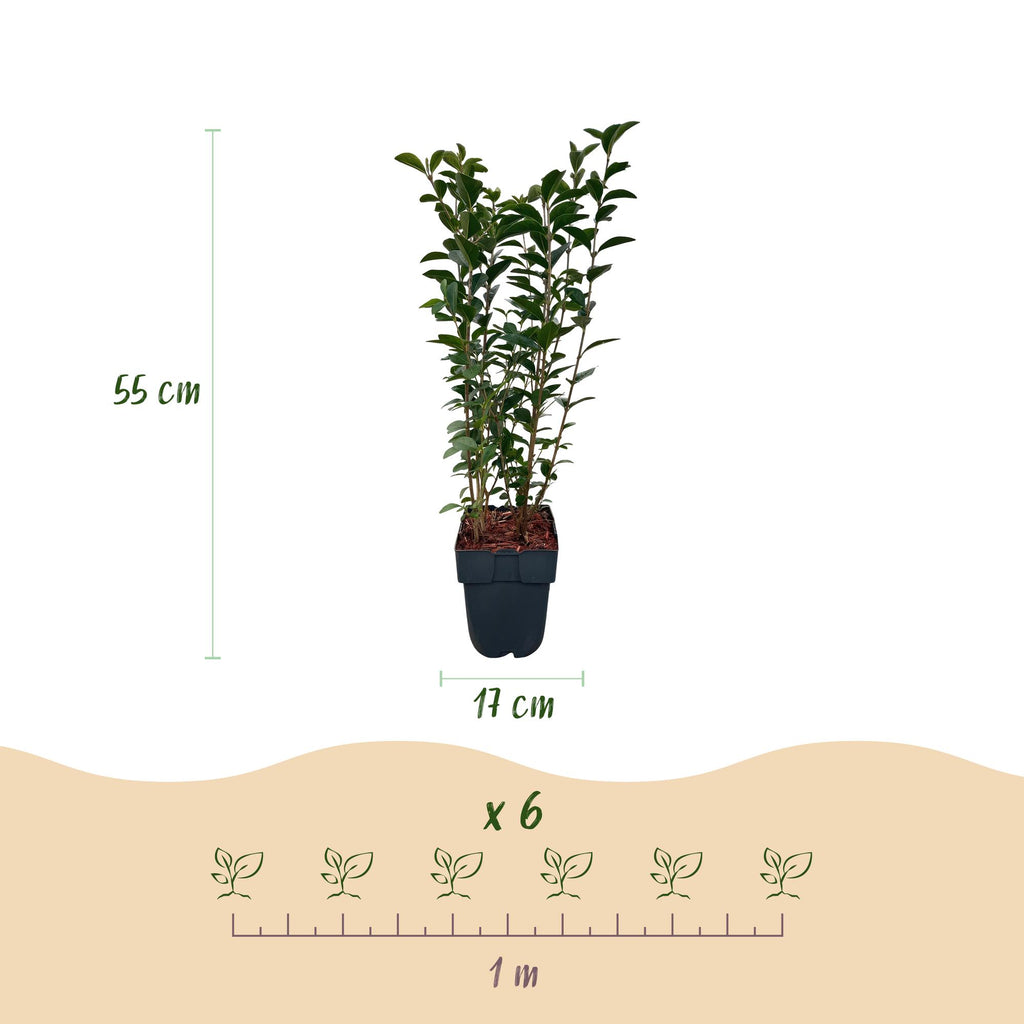 Green boutiQ - Haies - Ligustrum ovalifolium - feuillage vert - 6 plantes - 1 mètre linéaire - persistant - pot 17 cm hauteur 55 cm