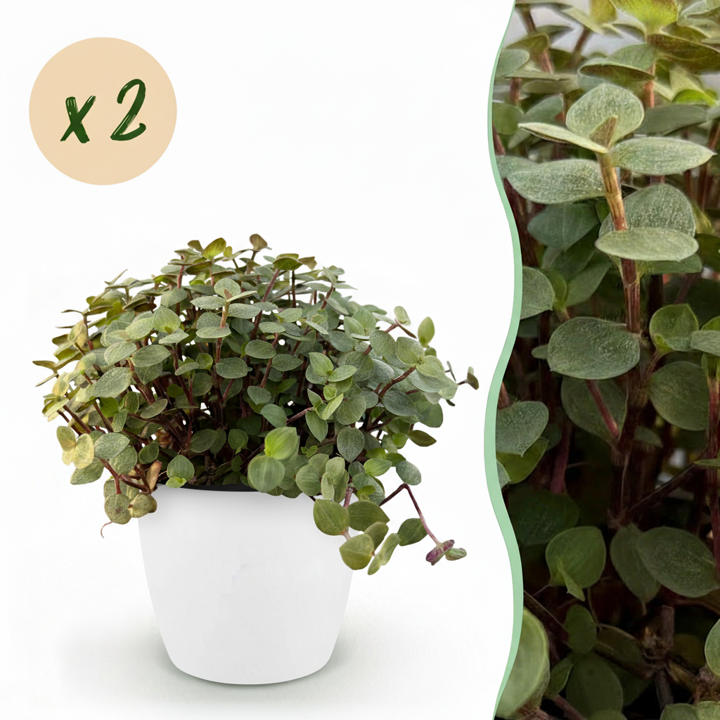 Green boutiQ - Plante d'intérieur - Callisia repens - Herbe à chat - Sans danger pour les animaux - Vert - 2 Plantes - avec Pot Blanc - Pot 12cm - Hauteur 17-20cm