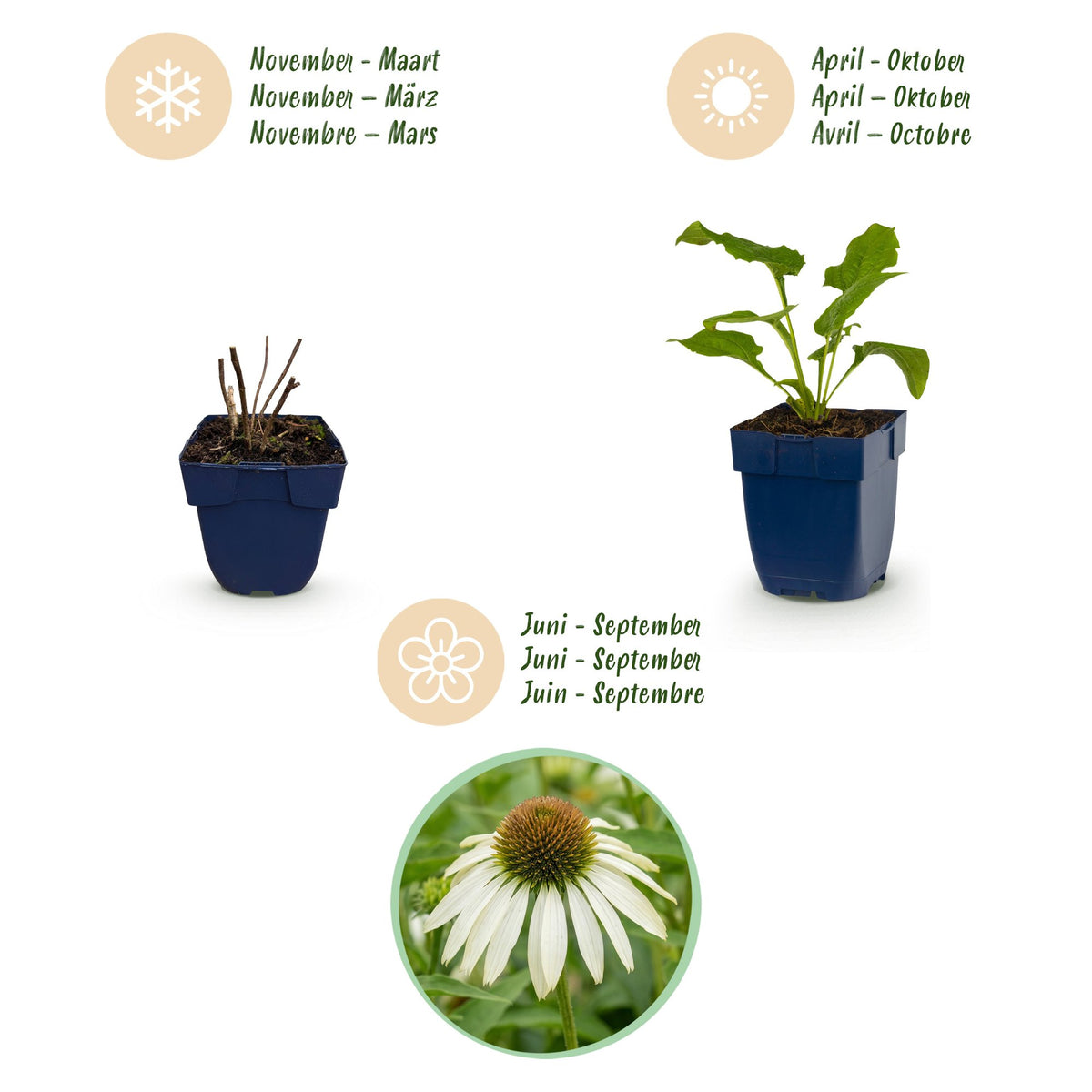Green boutiQ - Plante vivace - Echinacea purp. Alba - Échinacée - Mellifère (attire les abeilles et les papillons) - Blanc - 12 Plantes - Pot 11cm - Hauteur 15-25cm