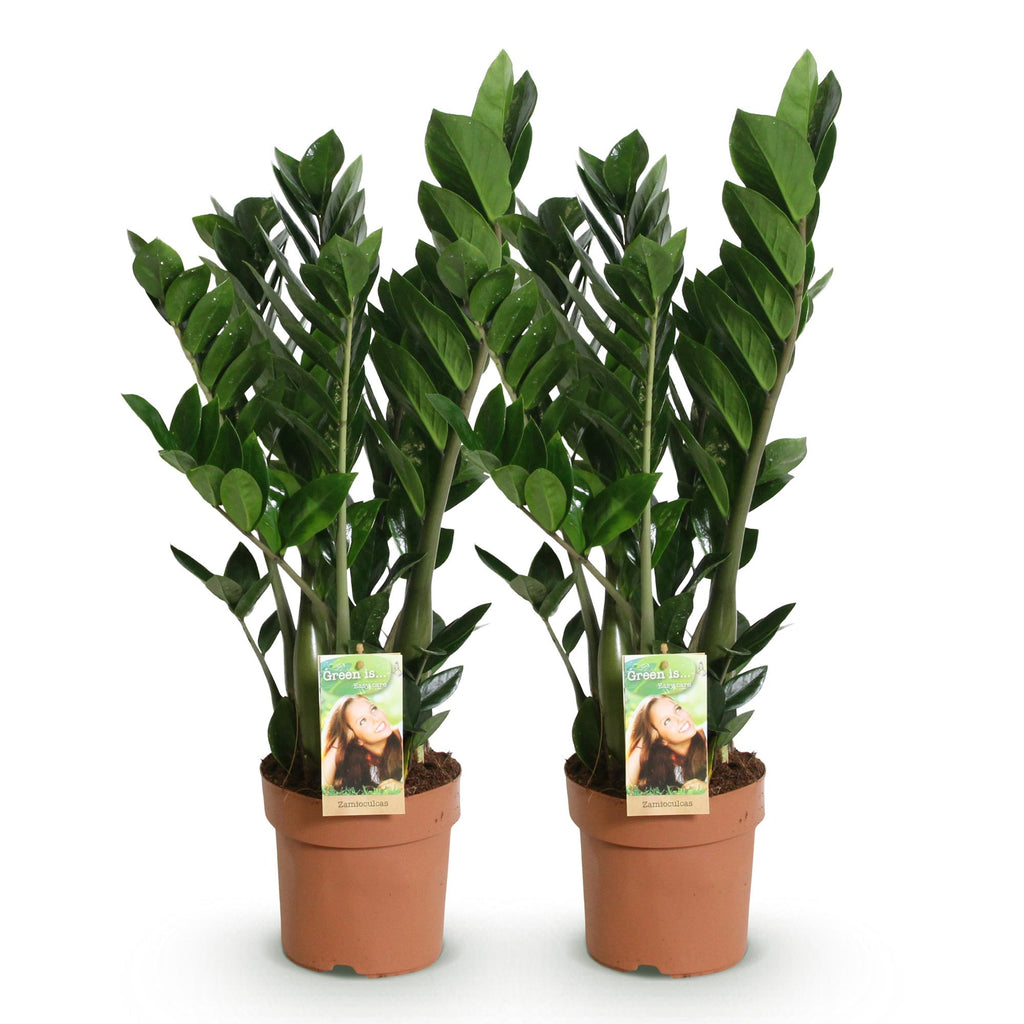 Green BoutiQ - Green is... Plantes d'intérieur - Zamioculcas - Plante ZZ - Peu d'entretien - Vert - 2 Plantes - Pot 17cm - Hauteur 65-75cm