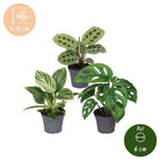 3x Baby Plants Surprise Box - Baby Plants Surprise Box - Various colours - Tropical - Ø6cm - ↕5-15cm