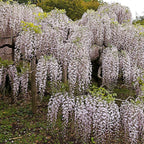 Green boutiQ - Glycine - Wisteria floribunda Rosea - Fleurs roses - 1 plante - Pot 11cm Hauteur 40cm