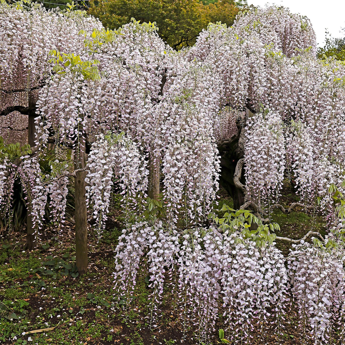 Green boutiQ - Glycine - Wisteria floribunda Rosea - Fleurs roses - 1 plante - Pot 11cm Hauteur 40cm