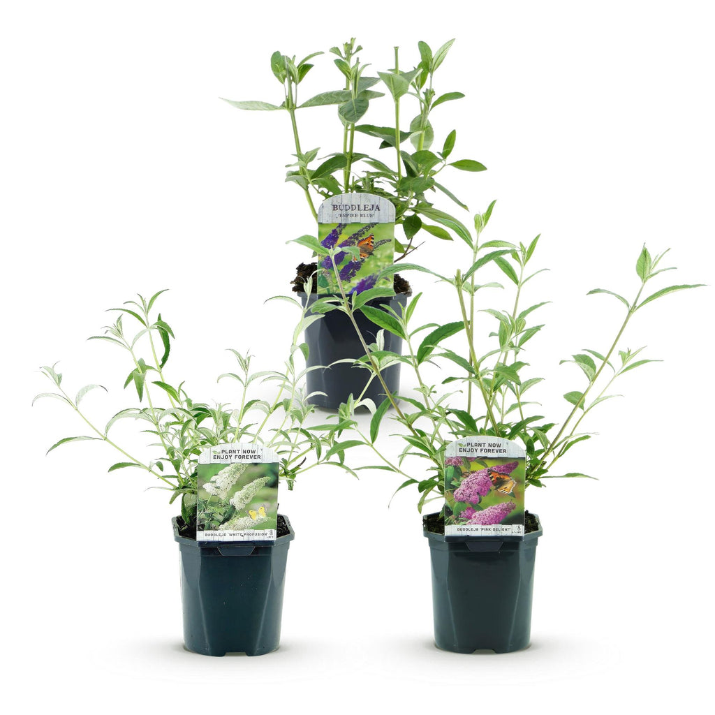 Green boutiQ - Plante de jardin - Buddleja davidii Tricolour - Arbre à papillons - Rustique - Bleu - Rose - Blanc - 3 plantes - Pot 17cm - Hauteur 45cm