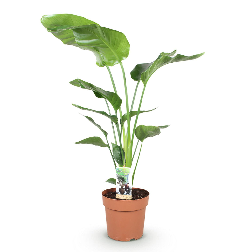 Green BoutiQ - Green is... Plantes d'intérieur - Strelitzia Nicolai - Oiseau du paradis - Peu d'entretien - Vert - 1 Plante - Pot 21cm - Hauteur 110-120cm