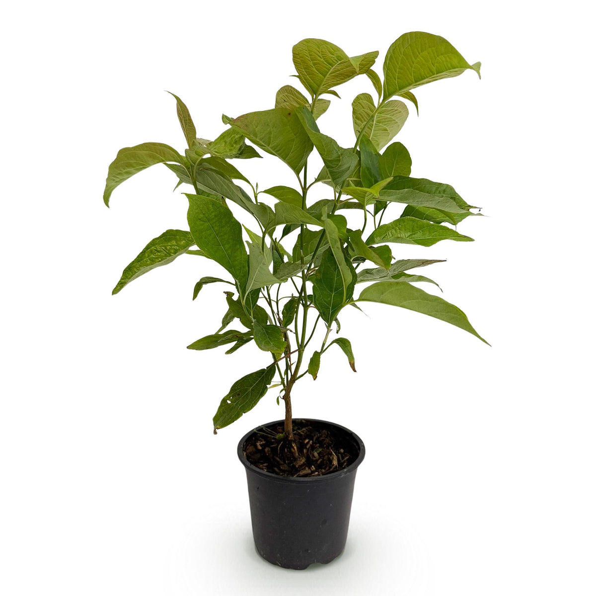 Green boutiQ - Plante de jardin - Cornus mas - Fleur jaune - 1 plante - Caduc - Peu d'entretien - Pot 12 cm Hauteur 35 cm