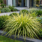 Green boutiQ - Gräser - Carex oshimensis Evergold - Japanische Segge - Immergrün - Gelb-Grün - 1 Pflanze - Topf 11cm - Höhe 15-25cm