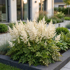 Green boutiQ - Stauden - Astilbe (J) Deutschland - Prachtspiere - Schatten - Weiß - 6 Pflanzen - Topf 11cm - Höhe 15-25cm