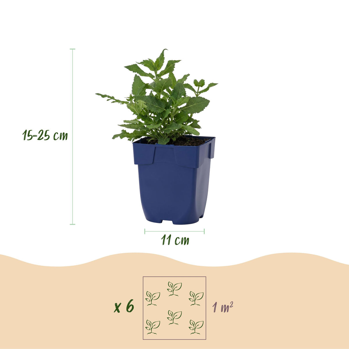 Green boutiQ - Plante vivace - Salvia nem. Sense Deep Pink - Sauge - Mellifère (attire les abeilles et les papillons) - Rose - 12 plantes - Pot 11 cm - Hauteur 15-25 cm