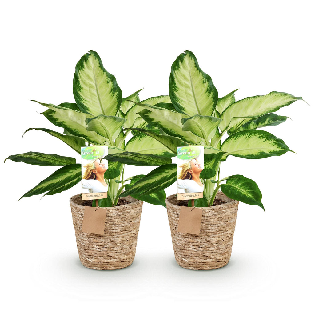 Green BoutiQ - Green is... Plantes d'intérieur - Dieffenbachia Camilla - Dieffenbachia - Peu d'entretien - avec panier - Vert - 2 Plantes - Pot 17cm - Hauteur 45-50cm
