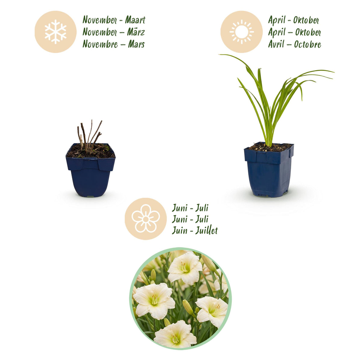 Green boutiQ - Stauden - Hemerocallis Arctic Snow - Taglilie - Bienen- und Schmetterlingsmagnet - Creme - 24 Pflanzen - Topf 11cm - Höhe 15-25cm