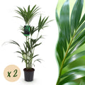 Green boutiQ - Zimmerpflanze - Howea Forsteriana - Kentia-Palme - Pflegeleicht - Grün - 2 Pflanzen - Topf 21cm - Höhe 120-130cm