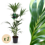 Green boutiQ - Zimmerpflanze - Howea Forsteriana - Kentia-Palme - Pflegeleicht - Grün - 2 Pflanzen - Topf 21cm - Höhe 120-130cm