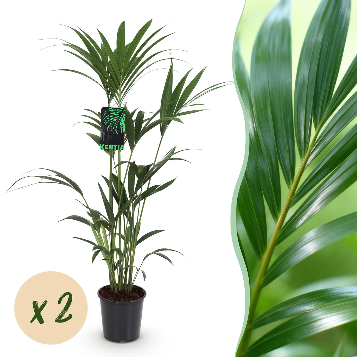 Green boutiQ - Zimmerpflanze - Howea Forsteriana - Kentia-Palme - Pflegeleicht - Grün - 2 Pflanzen - Topf 21cm - Höhe 120-130cm